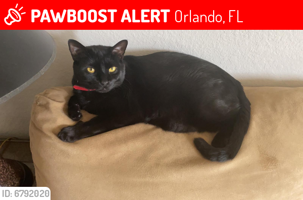 Lost Female Cat last seen Narcoossee road, lake Nona Area, Orlando, FL 32832