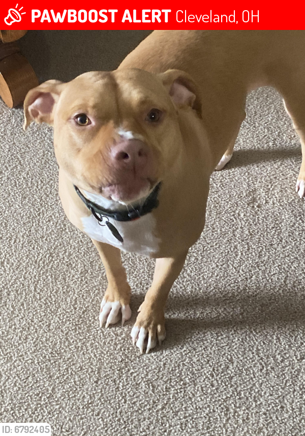 Lost Female Dog last seen Sonoco on fleet and 71st, Cleveland, OH 44105