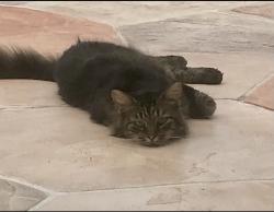 Lost Female Cat last seen Shotgun Road, 20th Street, Davie, FL 33326