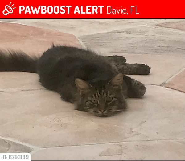Lost Female Cat last seen Shotgun Road, 20th Street, Davie, FL 33326