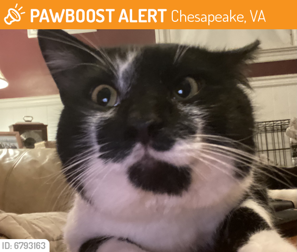 Found/Stray Male Cat last seen True Neck Road, Chesapeake, VA 23321