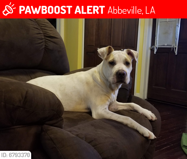 Lost Male Dog last seen Southside Carwash, Abbeville, LA 70510