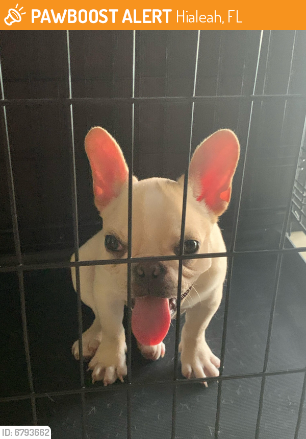 Found/Stray Unknown Dog last seen Inside the Moors community , Hialeah, FL 33015