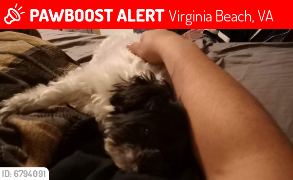 Lost Female Dog last seen Ritzcraft dr, Virginia Beach, VA 23462