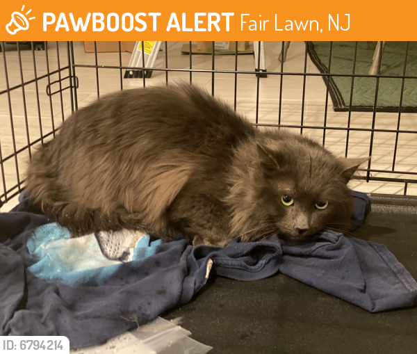 Rehomed Unknown Cat last seen Radburn park , Fair Lawn, NJ 07410