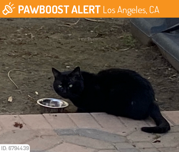 Found/Stray Unknown Cat last seen Haynes and Hayvenhurst, Los Angeles, CA 91406