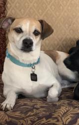 Lost Female Dog last seen Old Salem road & George drive, Conyers, GA 30013