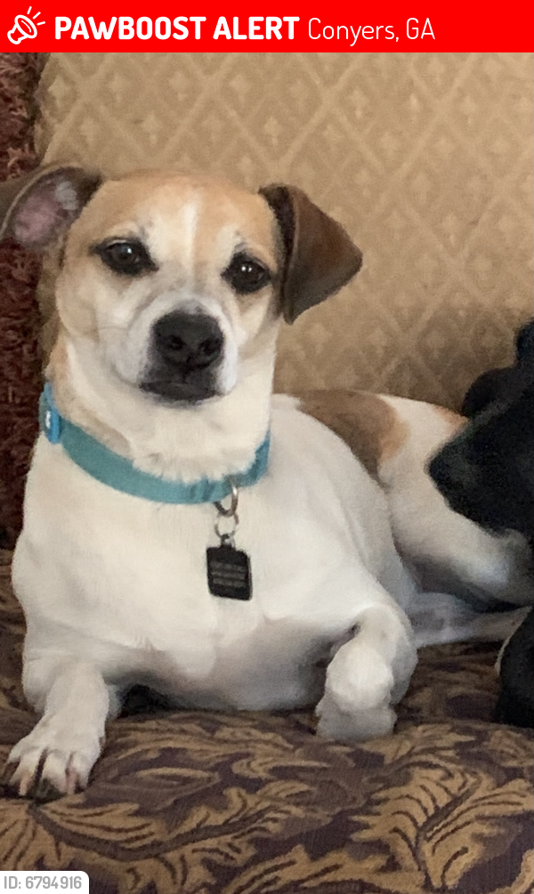 Lost Female Dog last seen Old Salem road & George drive, Conyers, GA 30013