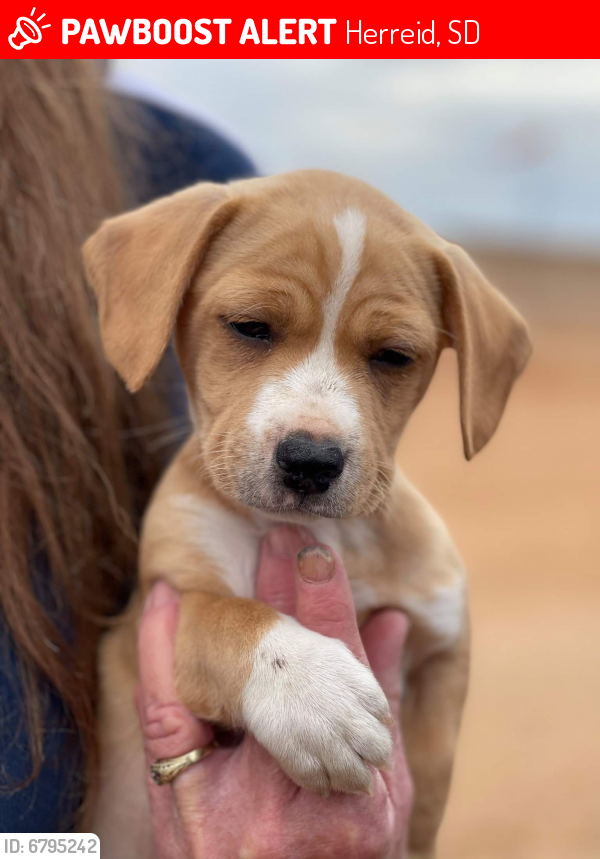 Lost Male Dog in Herreid, SD 57632 Named Hunter (ID 6795242) PawBoost