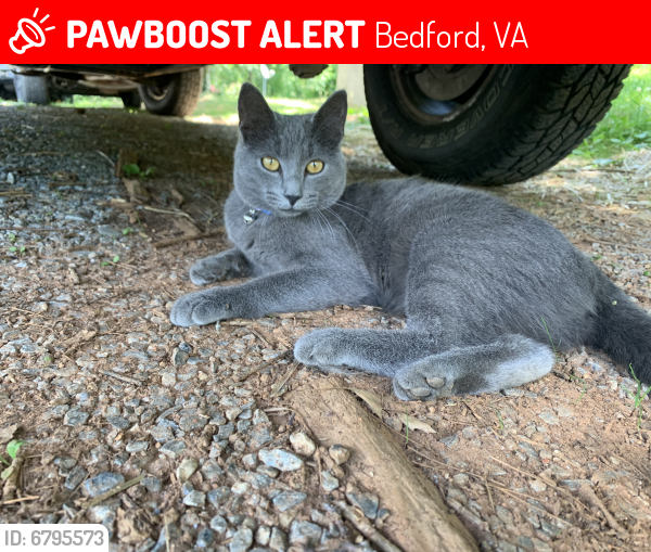Lost Female Cat In Bedford Va 24523 Named Izzabelle Id 6795573 Pawboost