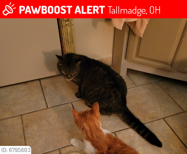 Lost Male Cat last seen Near Perry Rd, Tallmadge 44278, Tallmadge, OH 44278