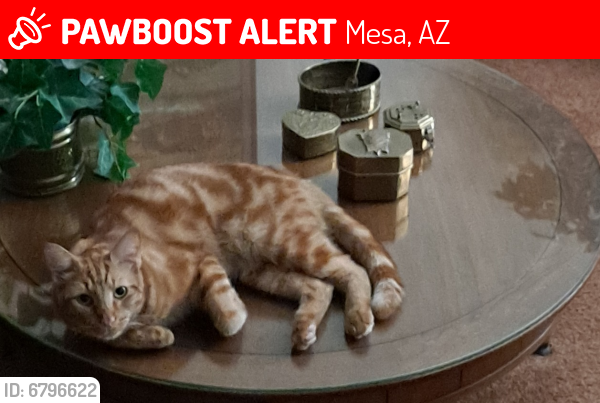 Deceased Male Cat last seen Keating & Playa, Mesa, AZ 85202
