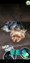 Lost Female Dog last seen 8th street and rancher, Killeen, TX 76541