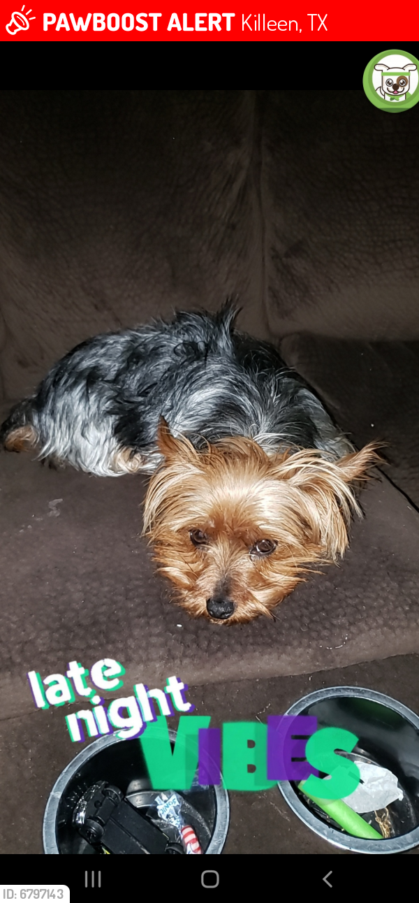Lost Female Dog last seen 8th street and rancher, Killeen, TX 76541
