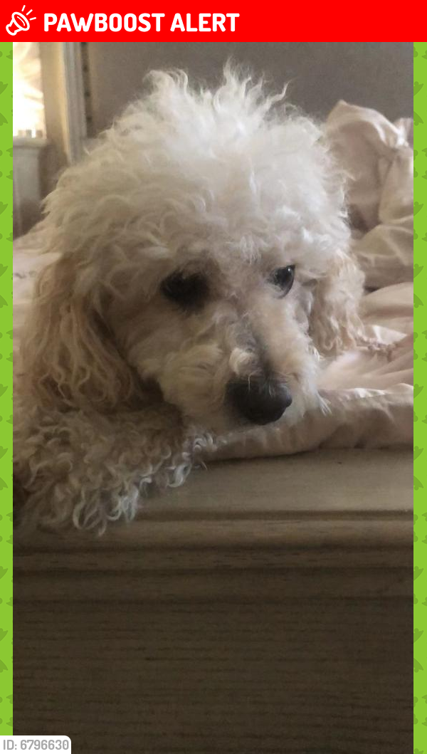 Lost Male Dog last seen Rowland Heights Park, Rowland Heights, CA 91748