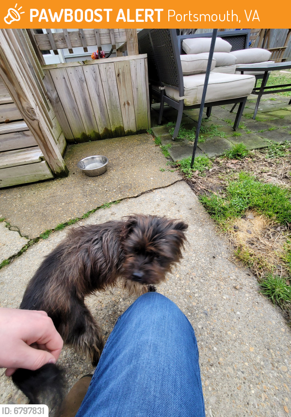 Found/Stray Female Dog last seen Channing Ave and Cushing St, Portsmouth, VA 23702
