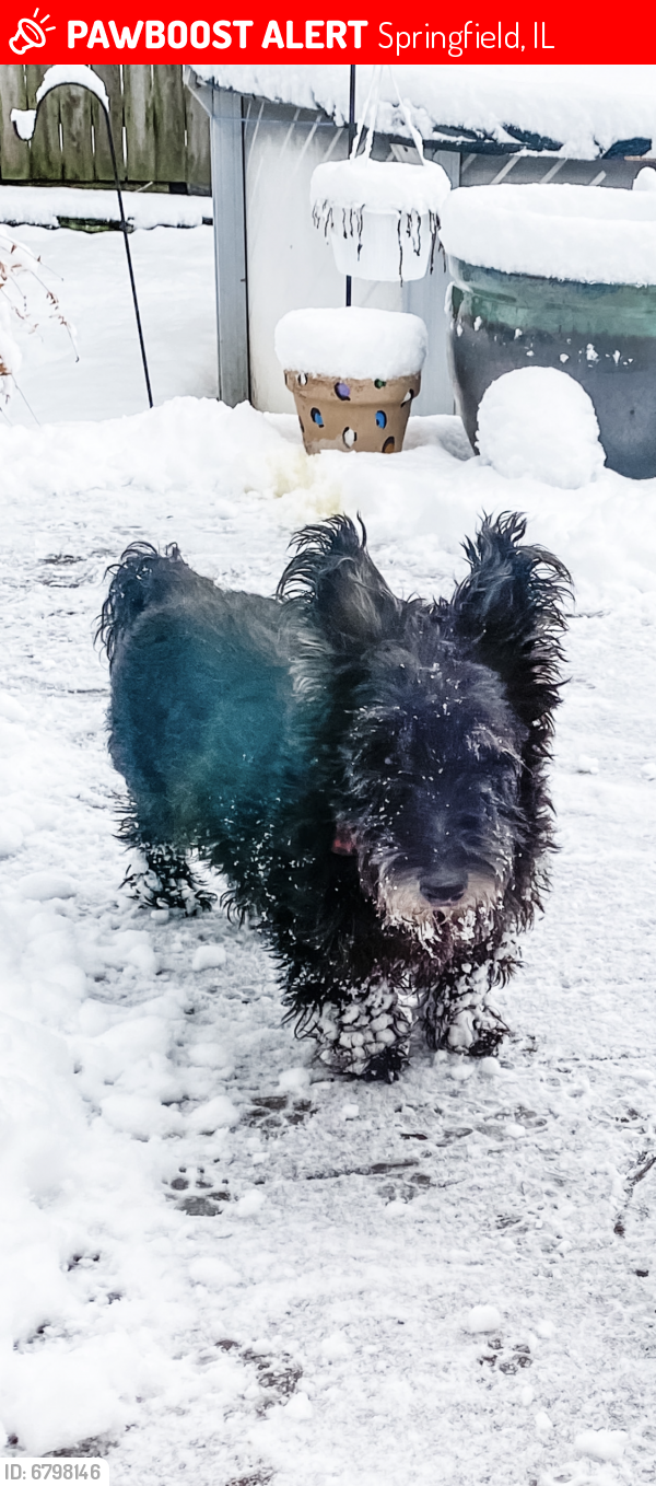 Deceased Male Dog last seen Irisdale subdivision, Springfield, IL 62707