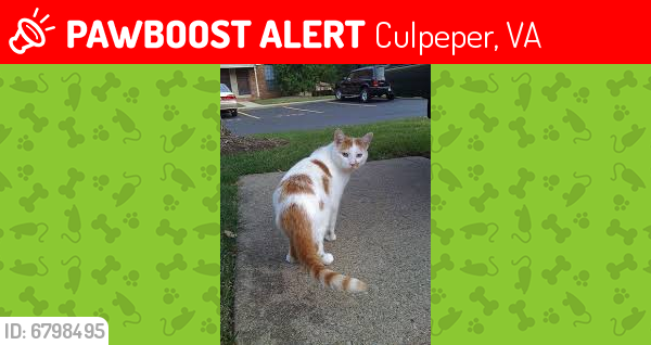 Lost Female Cat last seen Near Mt Zion Church Rd, Culpeper, VA 22701