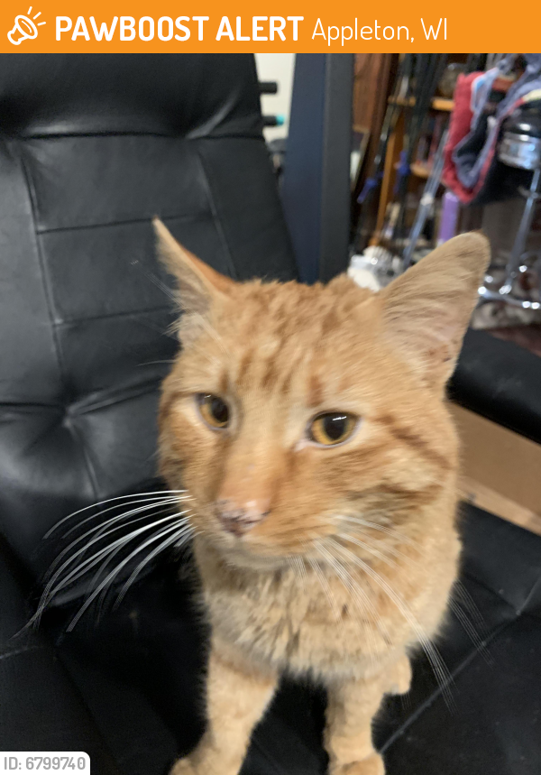 Surrendered Unknown Cat last seen Mason and Prospect, Appleton, WI 54914
