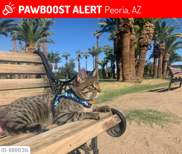 Lost Male Cat last seen Near avenue and thunderbird, Peoria, AZ 85381