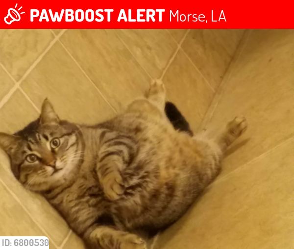 Lost Male Cat last seen Near N. Kruttshnitt Ave  & Abshire Street Area, Morse, LA 70559