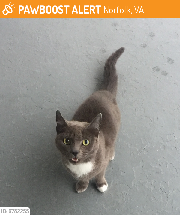 Found/Stray Unknown Cat last seen Texas Ave and Herbert St, Norfolk, VA 23510