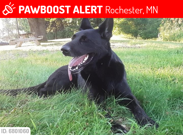 Lost Male Dog last seen Olmsted co rd 9, co rd 11, Rochester, MN 55902