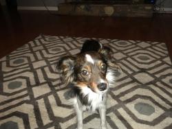 Reunited Male Dog last seen bluffton rd, Buford, GA 30519