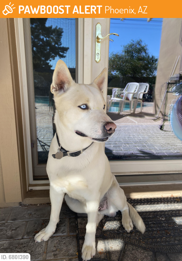 Rehomed Unknown Dog last seen Central & Maryland, Phoenix, AZ 85012