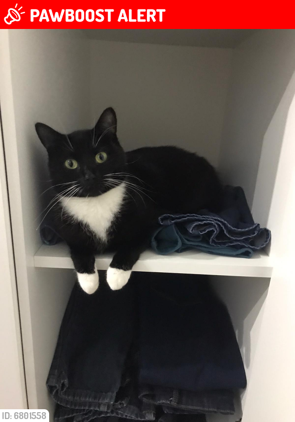 Lost Female Cat last seen Back garden onto fields, Rownhams, England SO16 8JU