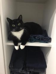 Lost Female Cat last seen Back garden onto fields, Rownhams, England SO16 8JU