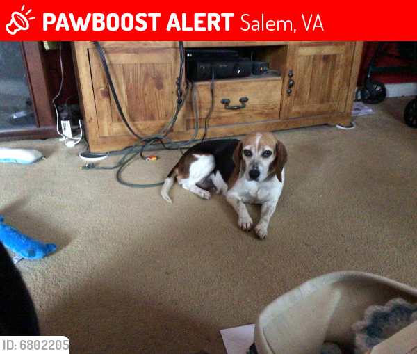 Lost Female Dog last seen Doeskin Drive and Venison DriveFredericksburg, Va, Salem, VA 22407