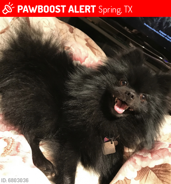 Lost Unknown Dog last seen Near fiddleleaf ct, Spring, TX 77381