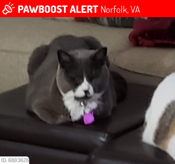 Lost Female Cat last seen Chesapeake blvd, Norfolk, VA 23513