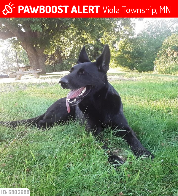 Lost Unknown Dog last seen Viola Rd Viola, MN, County 42, Viola Township, MN 55934