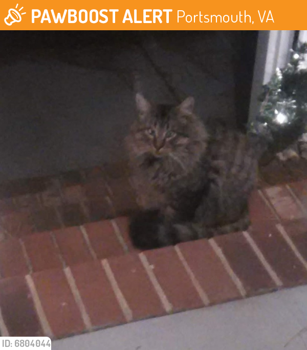 Found/Stray Male Cat last seen Larkspur, Portsmouth, VA 23703