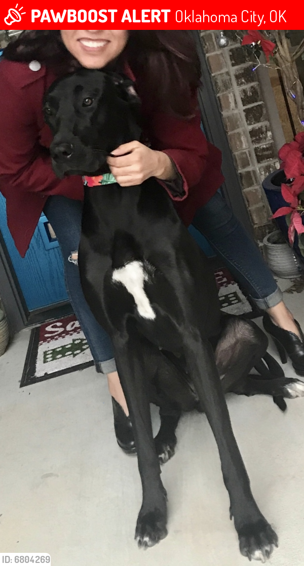 Lost Female Dog last seen N Lincoln Blvd and  nw 150 , Oklahoma City, OK 73105