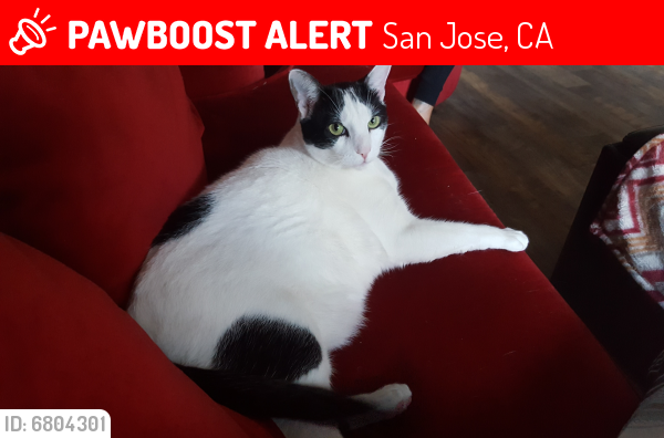 Lost Male Cat last seen Foxworthy Baptist (corner of Quinto & Foxworthy), San Jose, CA 95125