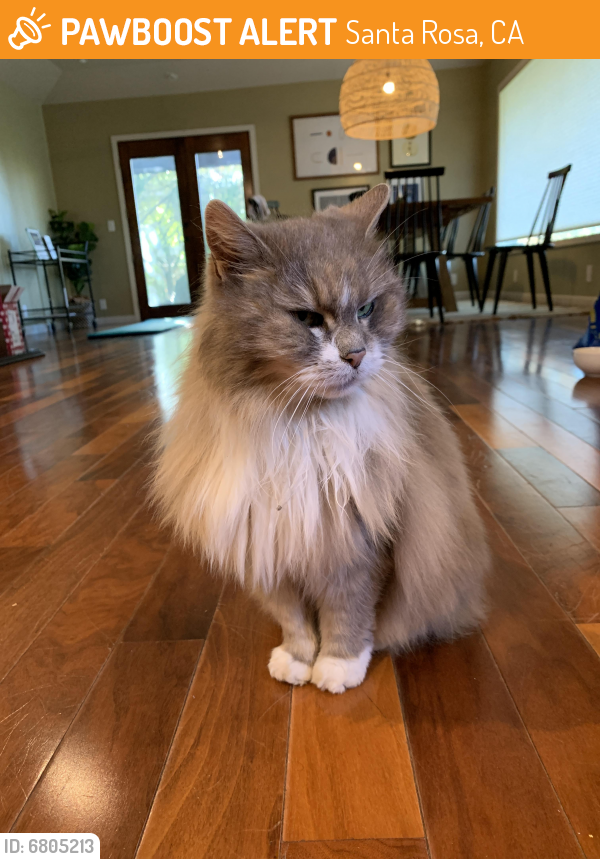 Found/Stray Unknown Cat last seen Benjamins and speers road , Santa Rosa, CA 95409