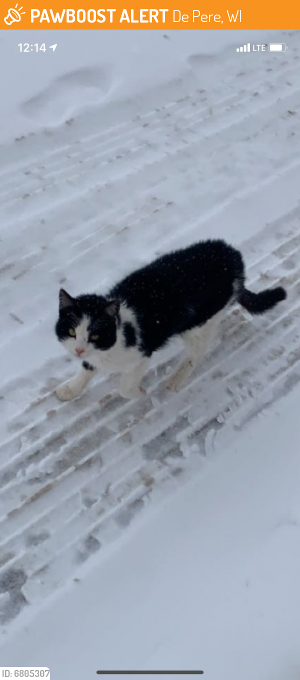 Found/Stray Unknown Cat last seen Ryan Rd and Old Martin Rd, De Pere, WI 54115