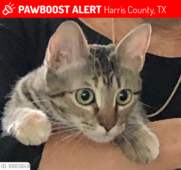 Lost Female Cat last seen N Eldridge & Cypress N Houston, Harris County, TX 77065