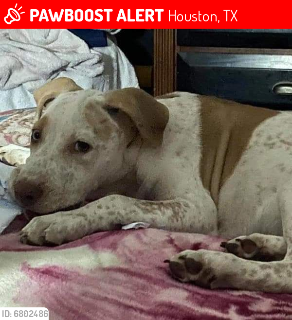 Lost Female Dog last seen Topeka St & Uvalde Rd 77015, Houston, TX 77015