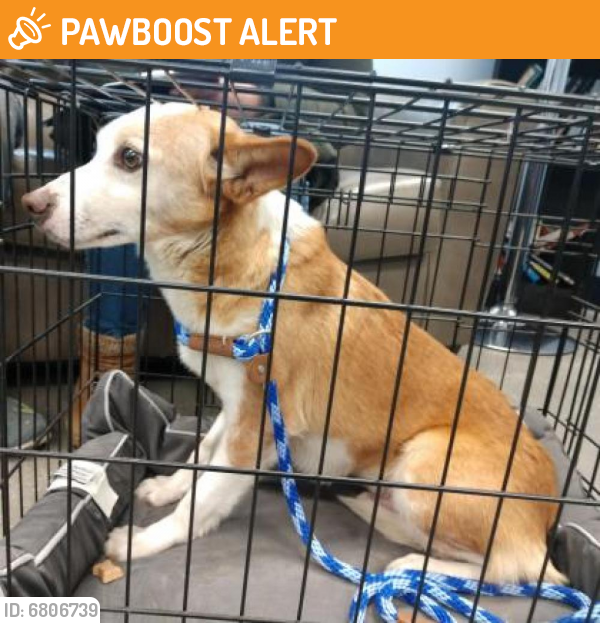 Rehomed Unknown Dog last seen Applegarth Rd, Monroe Township, NJ 08831