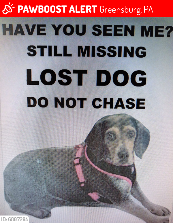 Lost Female Dog last seen Greensburg, PA 15601, Greensburg, PA 15601