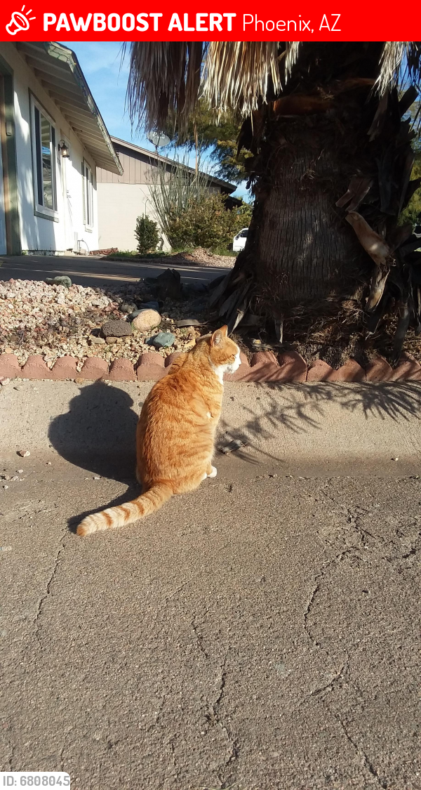 Lost Male Cat last seen Bell Road and 32nd Street, Phoenix, AZ 85032