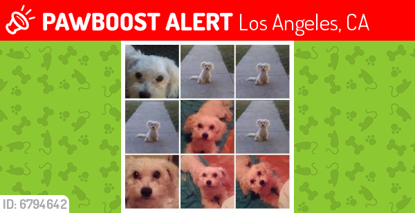 Lost Male Dog last seen 2nd and Harbor, San Pedro CA, Los Angeles, CA 90731