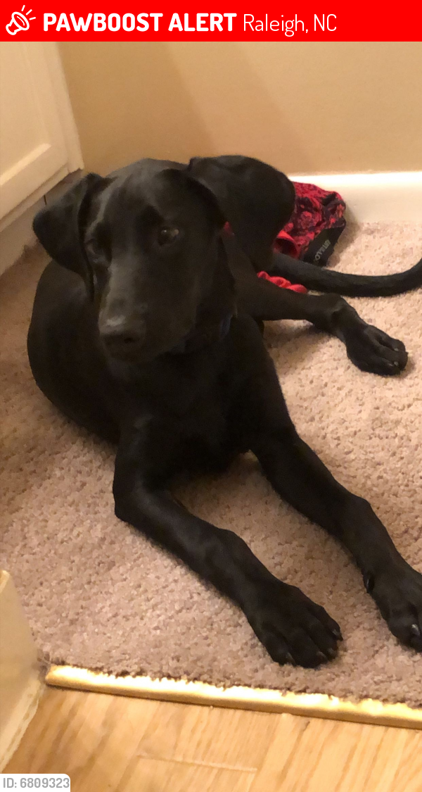 Lost Male Dog last seen Raleigh, NC, Raleigh, NC 27601