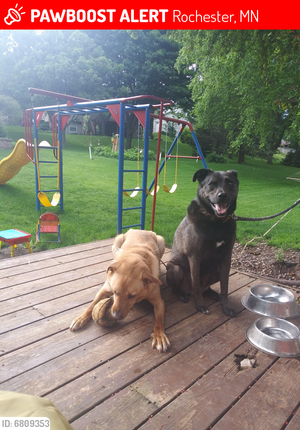 Lost Male Dog last seen Parkwood Hills/Quarry Hill, Rochester, MN 55906
