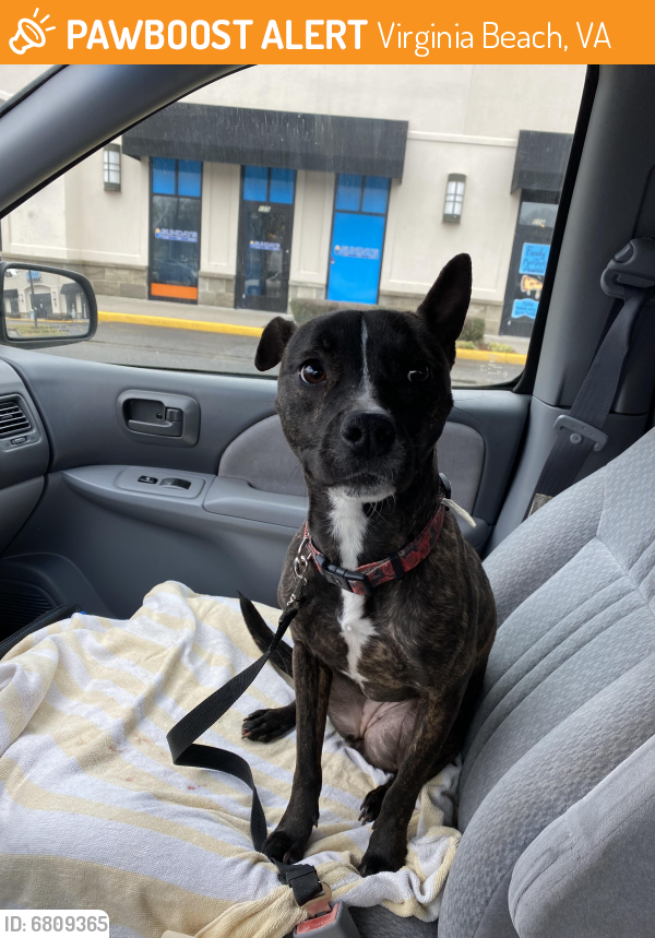 Found/Stray Female Dog last seen Foxwoods Dr. Closest major intersection South Plaza and Holland Rd, Virginia Beach, VA 23462