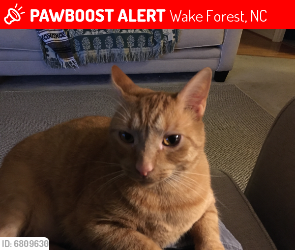 Lost Male Cat last seen Near steeple run dr Wake Forest NC 27587, Wake Forest, NC 27587